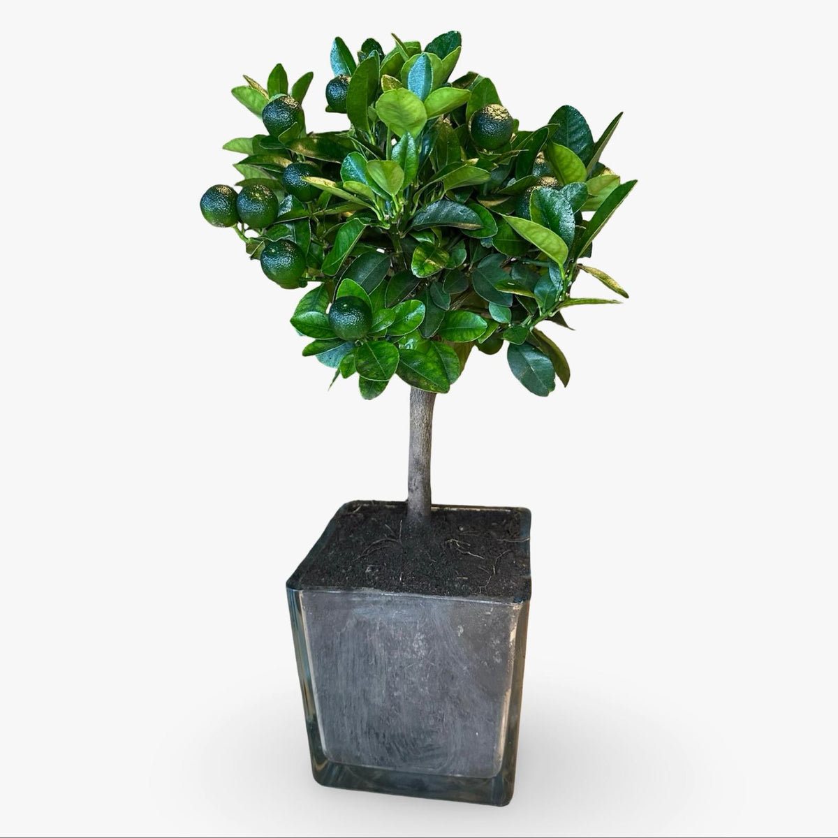 Mini Citrus Calamondino in Vaso Ø15cm H35/40cm – Agrume Made in Sicily