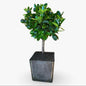 Mini Citrus Calamondino in Vaso Ø15cm H35/40cm – Agrume Made in Sicily