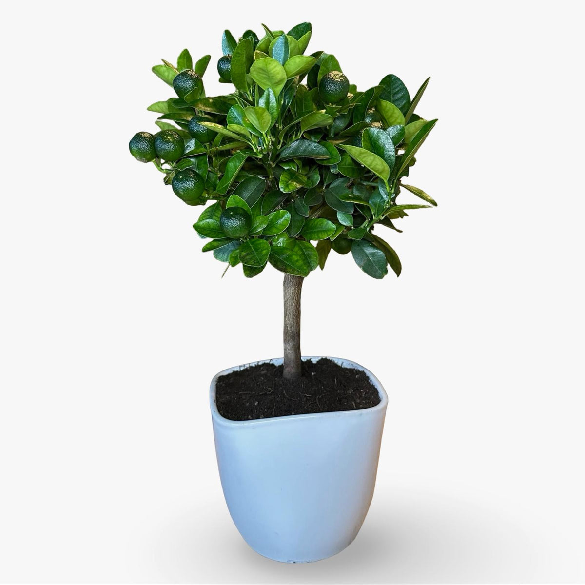Mini Citrus Calamondino in Vaso Ø15cm H35/40cm – Agrume Made in Sicily