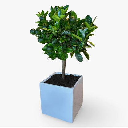 Mini Citrus Calamondino in Vaso Ø15cm H35/40cm – Agrume Made in Sicily