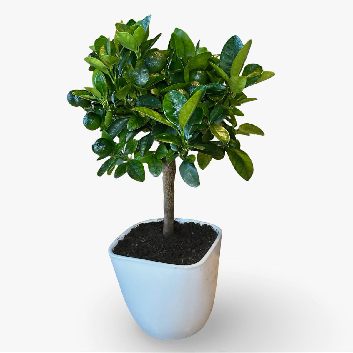 Mini Citrus Calamondino in Vaso Ø15cm H35/40cm – Agrume Made in Sicily