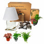 Medium Lamparium Terrarium Kit with Green Plants