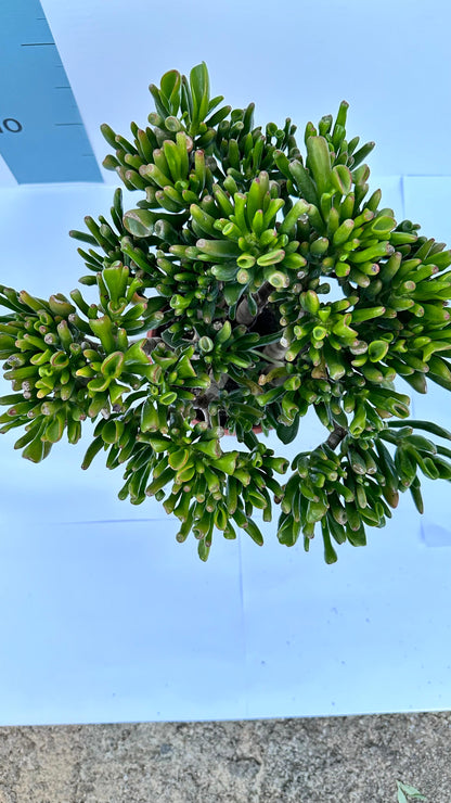Pianta di Crassula Hobbit in vaso Ceramica