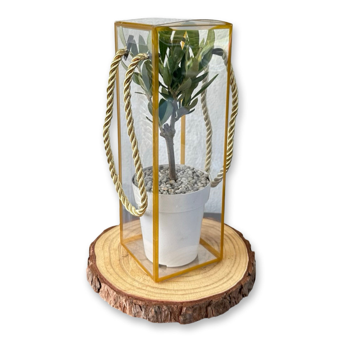 Set 5 Scatoline per Bomboniere 7cm x 7cm x 21cm Trasparenti bordi oro e lacci