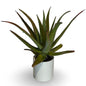 Pianta di Aloe Vera