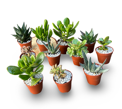Set mini piante grasse vere in vaso classico plastica