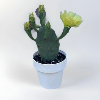 Mini Piantina di Opuntia Vulgaris CERTIFICATA