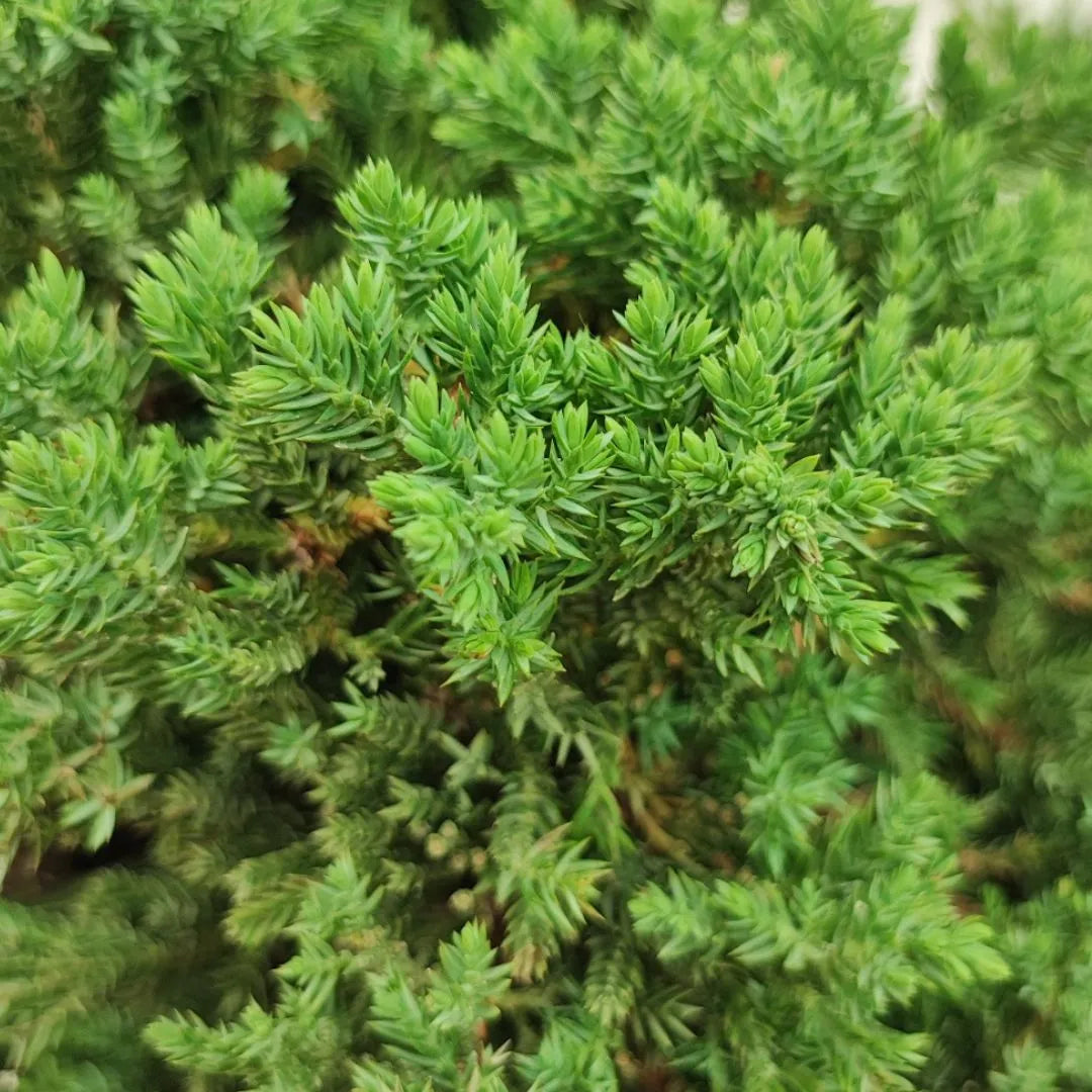 Bonsai Juniperus Procumbens 20 Jahre Kaskadenstil - Premium Kollektion