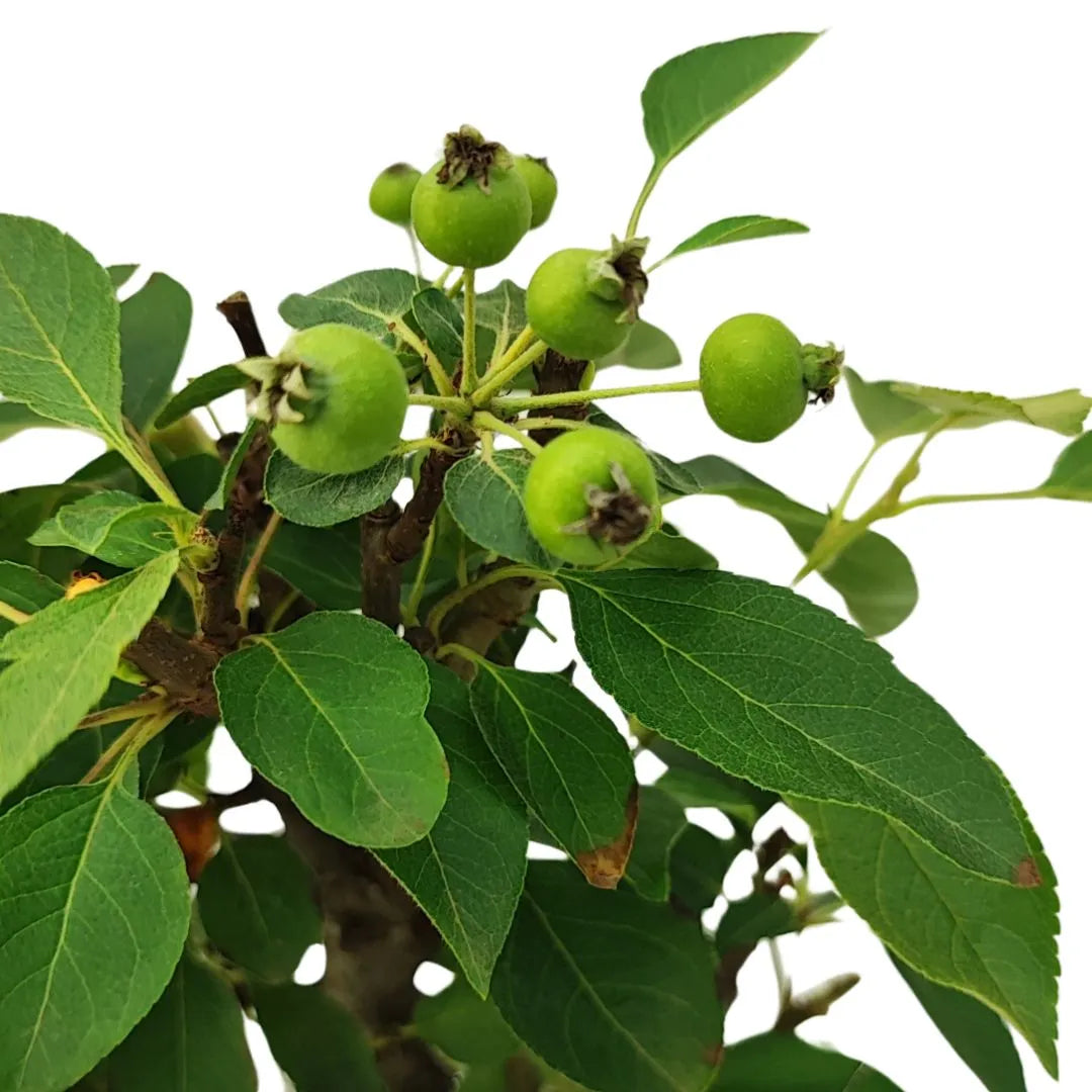 Bonsai Apfelbaum 10 Jahre – Premium-Kollektion