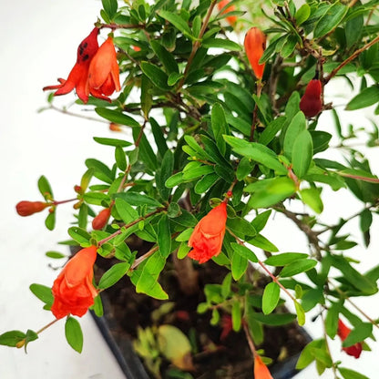 Bonsai Punica Granatum (Melograno) Nana 7 Anni - Collezione Premium