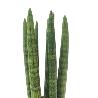 Sansevieria cylindrica candle altezza 25 cm