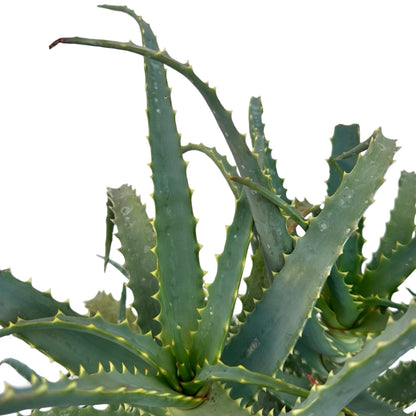 Pianta di Aloe Vera Arborescens