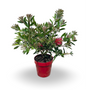 Callistemon Citrinus Splendens - Cespuglio