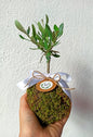 Kokedama di Ulivo - Olea Europea