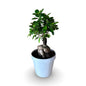 Bonsai Ginseng Ficus Microcarpa vaso plastica