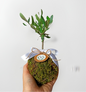 Kokedama di Ulivo - Olea Europea