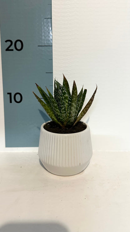 Mini Piantina grassa in vaso di ceramica CERTIFICATA