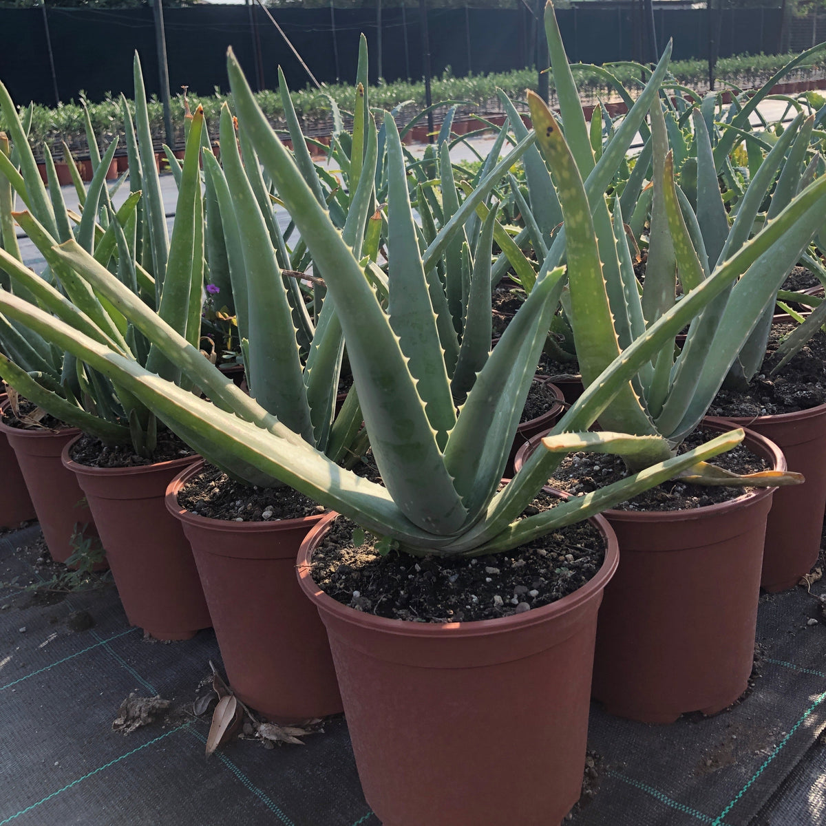Pianta di Aloe Vera