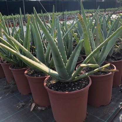 Pianta di Aloe Vera