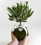 Kokedama di Ulivo - Olea Europea