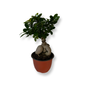 Bonsai Ginseng Ficus Microcarpa vaso plastica