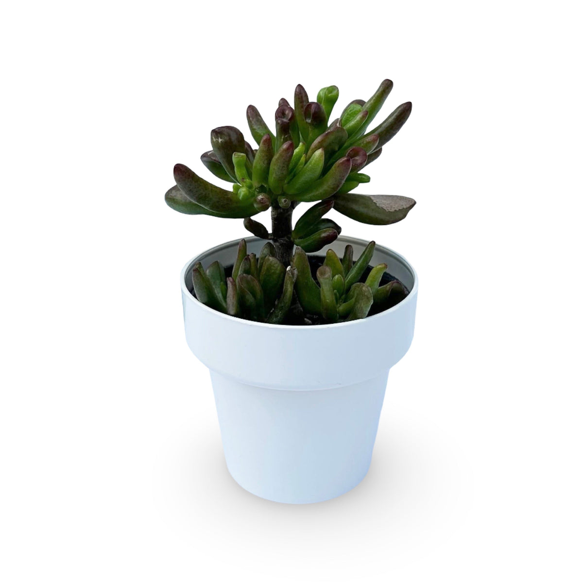 Mini Piantina di Crassula Hobbit