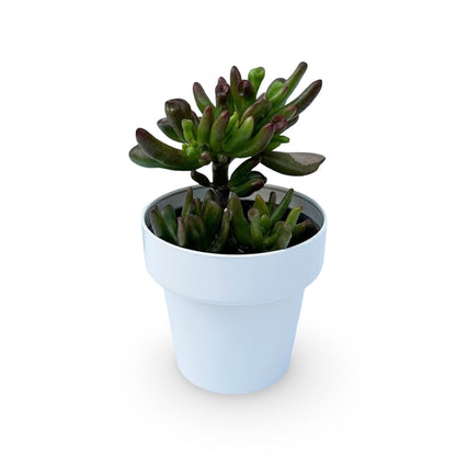 Mini Piantina di Crassula Hobbit