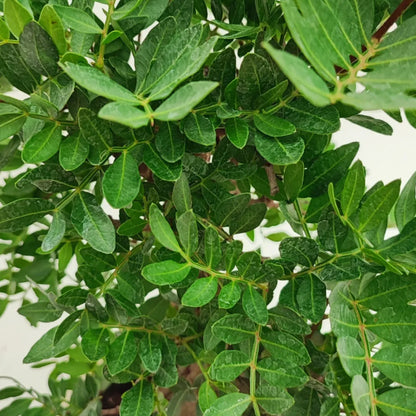 Bonsai 12 Anni Pistacia Lentiscus (Lentisco)- Collezione Premium