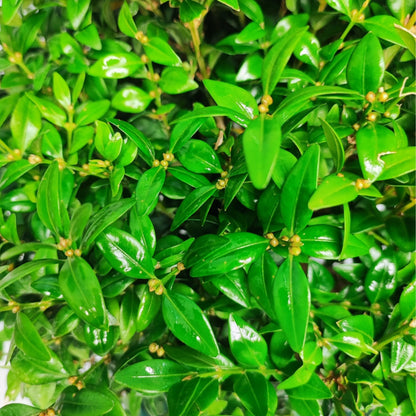 Bonsai Buxus sp. (Buchsbaum) 15 Jahre – Premium-Kollektion