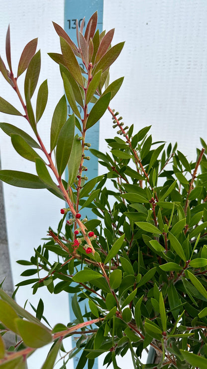 Callistemon Citrinus Splendens - Mini Alberello