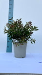 Callistemon Citrinus Splendens - Cespuglio