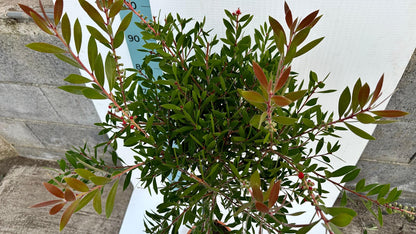 Callistemon Citrinus Splendens - Cespuglio