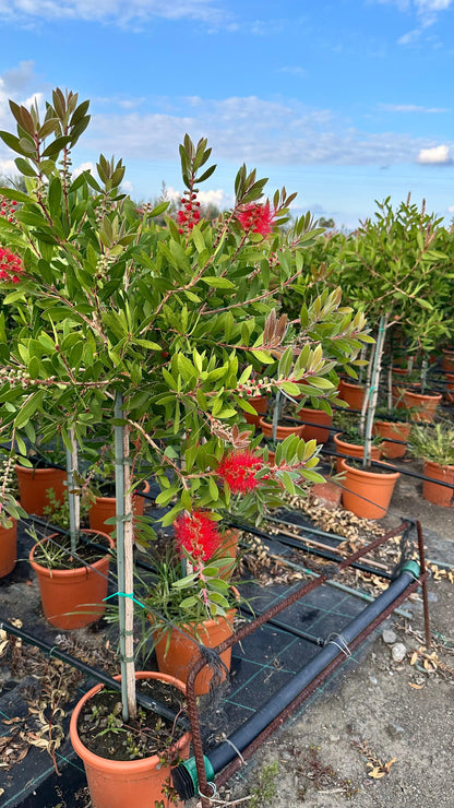 Callistemon Citrinus Splendens - Cespuglio
