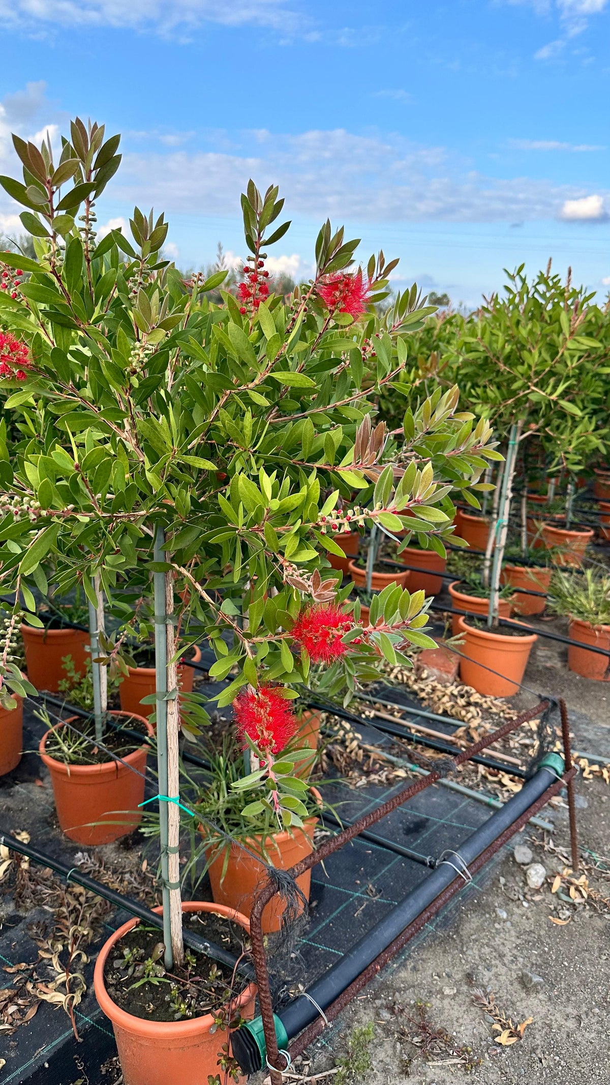 Callistemon Citrinus Splendens - Mini Alberello