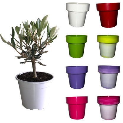 Set Piantine Ulivo in vaso rosso Natale rigido CERTIFICATE