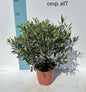 Ulivo cespuglio simil-Bonsai cipressino in vaso plastica CERTIFICATA