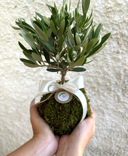 Kokedama di Ulivo - Olea Europea