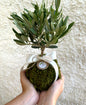 Kokedama di Ulivo - Olea Europea