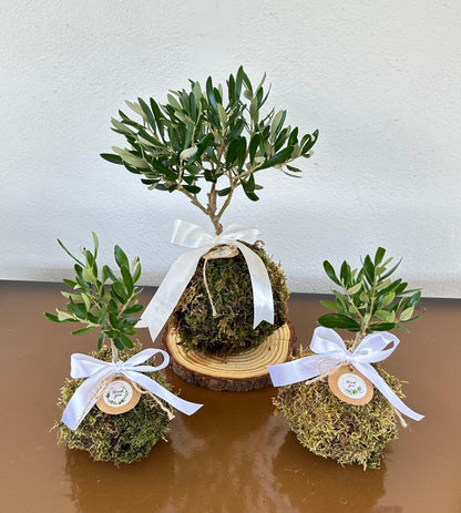 Kokedama di Ulivo - Olea Europea