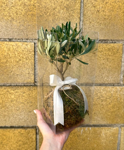 Kokedama di Ulivo - Olea Europea