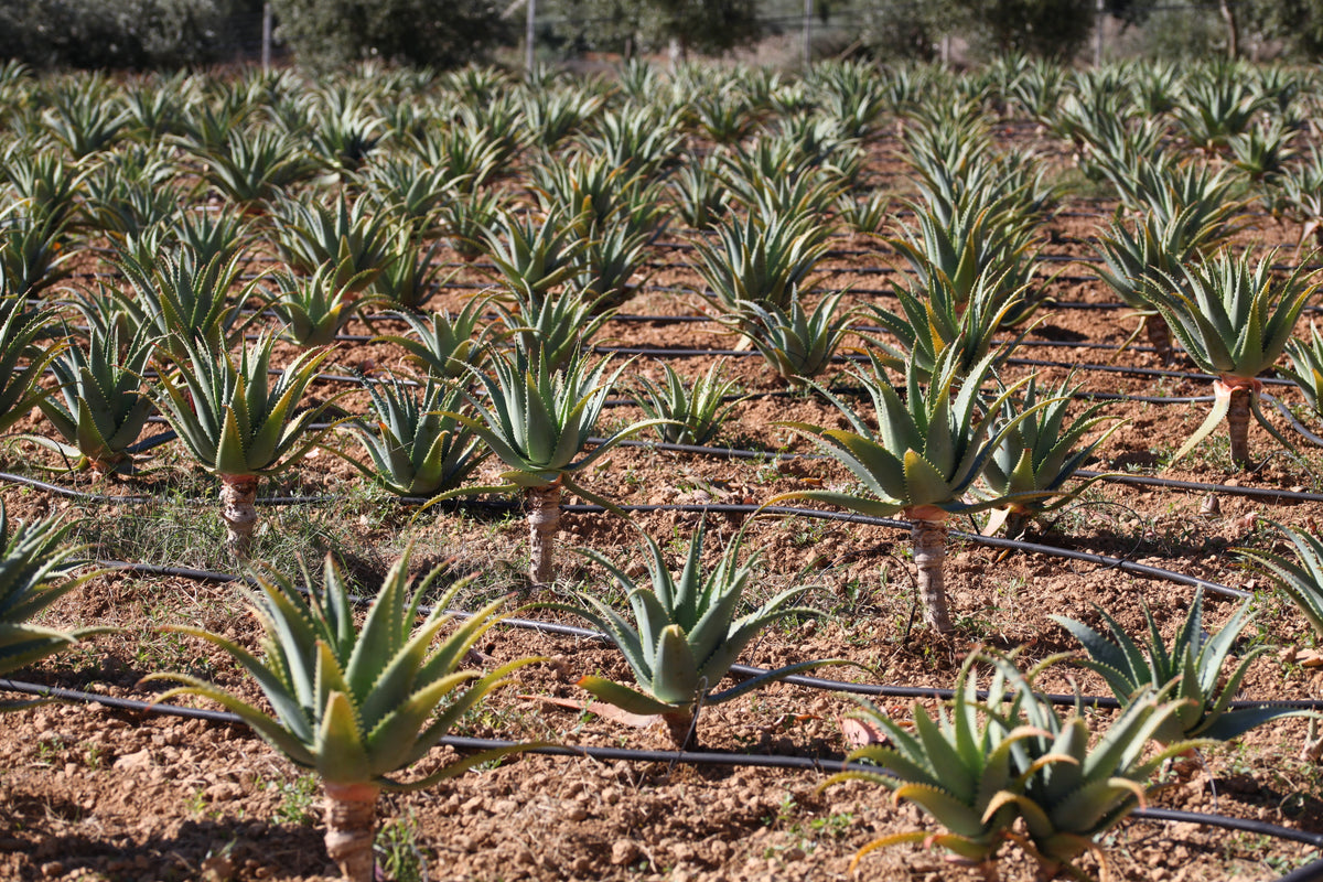 Foglie Fresche Aloe Arborescens a Foglia Larga