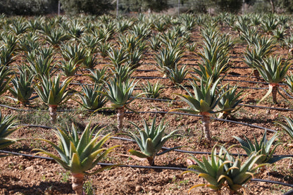 Succo Puro Aloe Arborescens Biologico | "PUR ALOE" | 500 ml