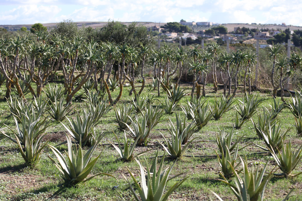Foglie Fresche Aloe Arborescens a Foglia Larga