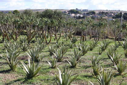 Foglie Fresche Aloe Arborescens a Foglia Larga