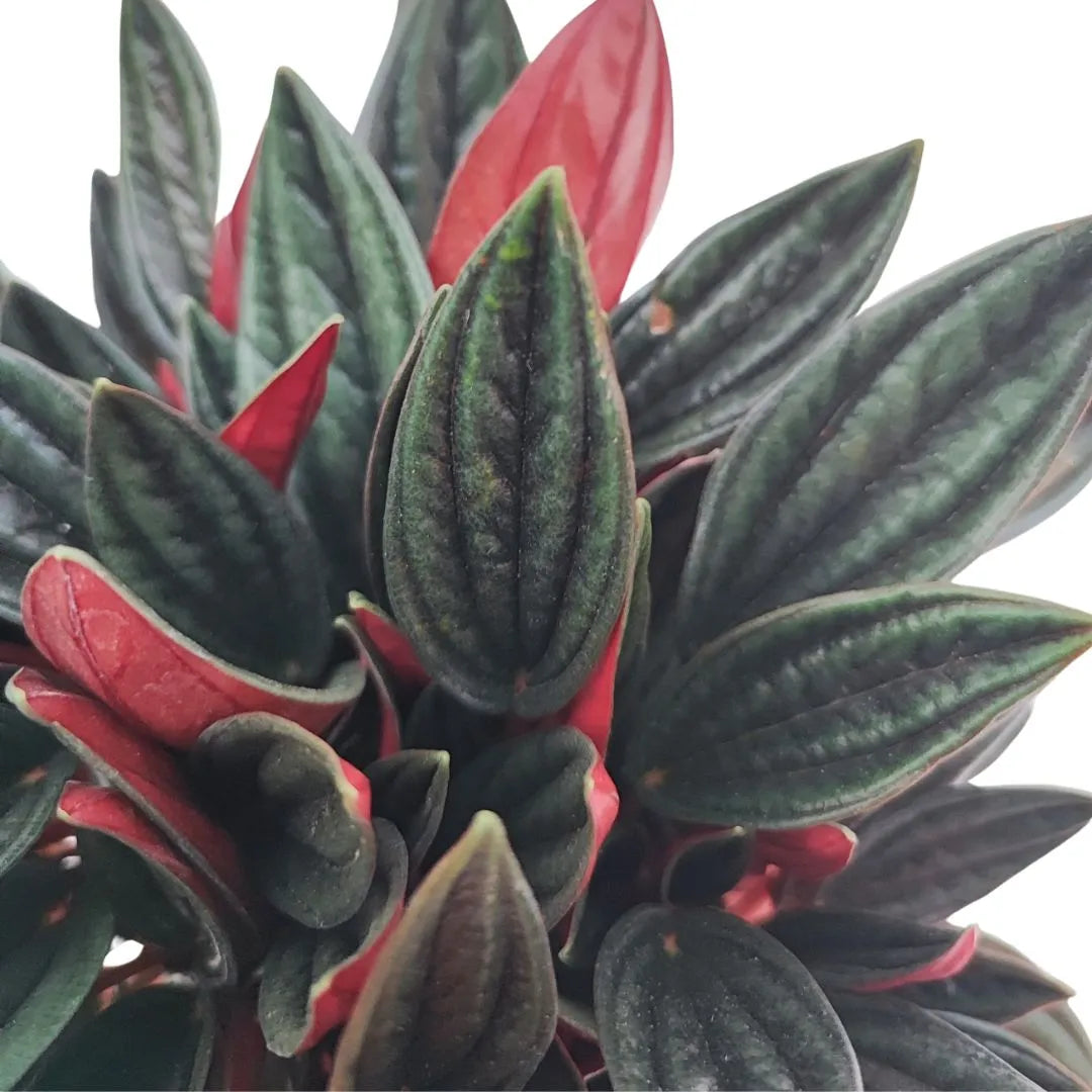 Kokedama Peperomia Caperata Rossa