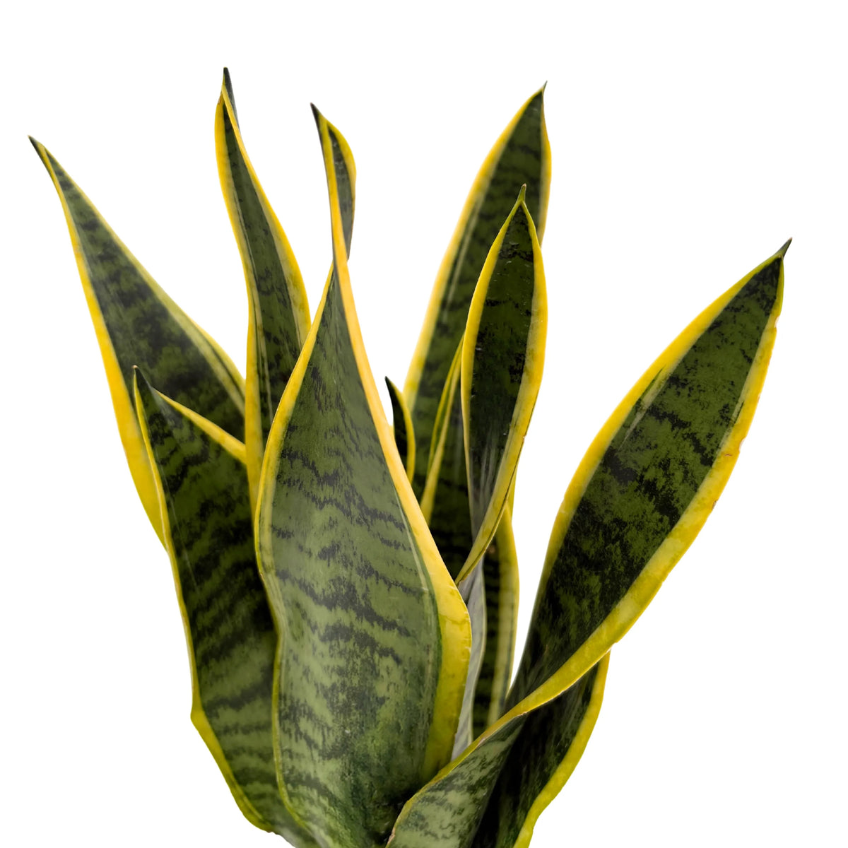 Kokedama Sansevieria Laurentii