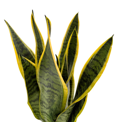 Kokedama Sansevieria Laurentii