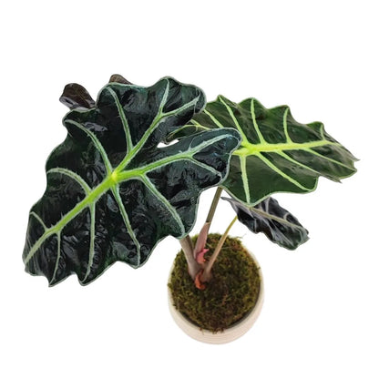Kokedama Alocasia Polly