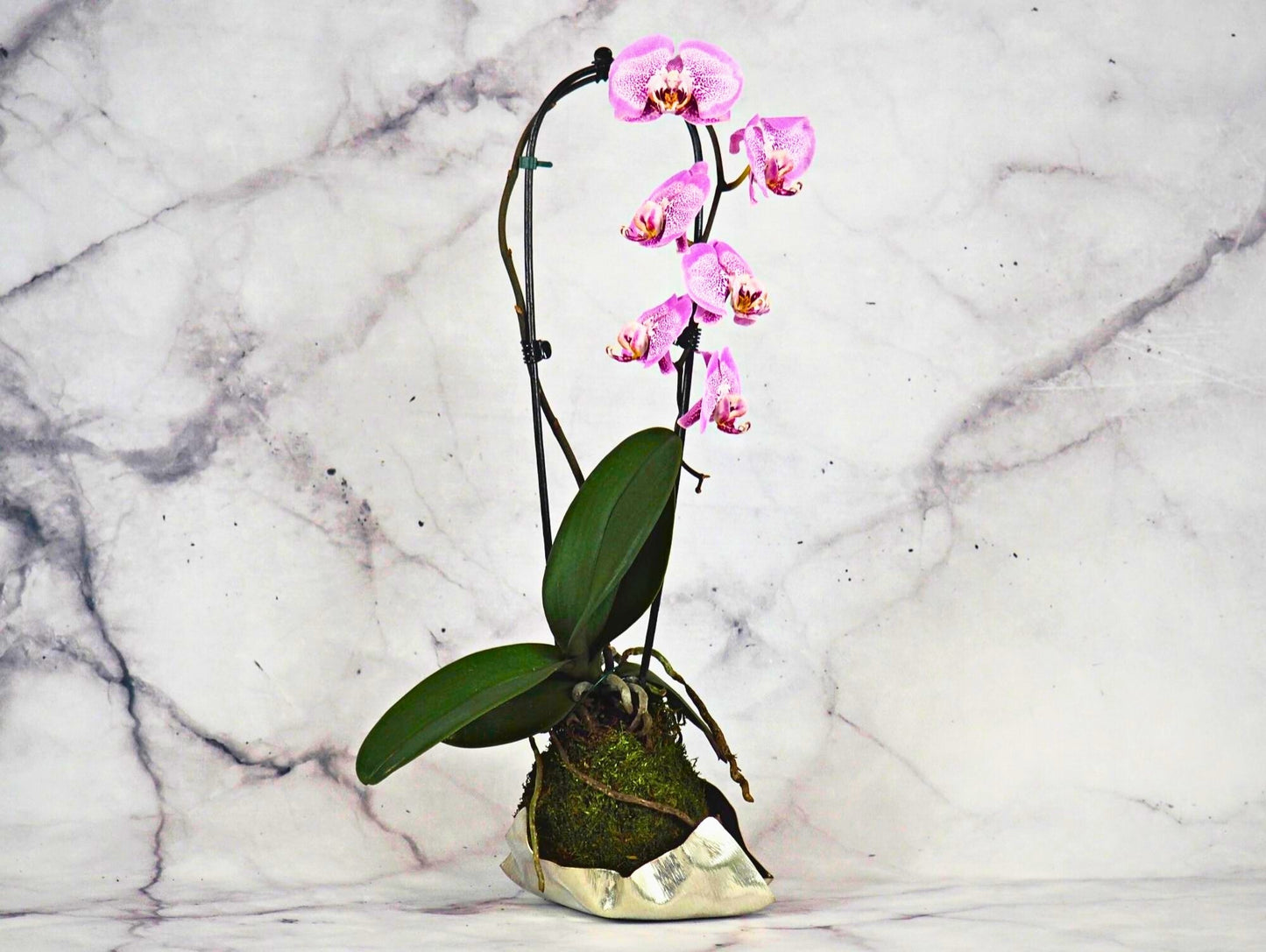 Orchidea Phalaenopsis Kokedama Magenta Dot
