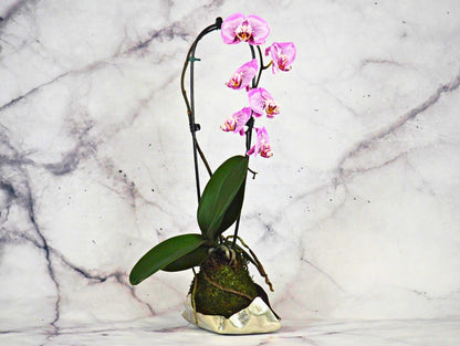 Orchidea Phalaenopsis Kokedama Magenta Dot